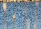 Green-winged Teal (7)