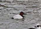 101Canvasback