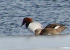 102Canvasback
