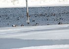 Canvasback (11)