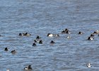 Canvasback (13)