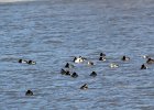 Canvasback (15)