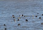 Canvasback (16)