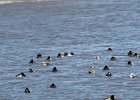 Canvasback (17)