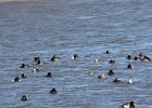 Canvasback (18)
