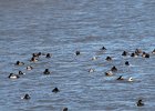 Canvasback (19)