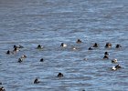Canvasback (20)
