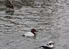 Canvasback (22)