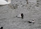 Canvasback (23)