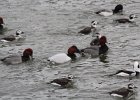 Canvasback (24)