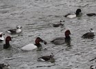Canvasback (25)