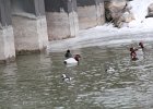 Canvasback (29)