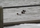 Canvasback (33)