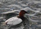 Canvasback (34)