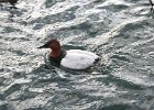 Canvasback (35)