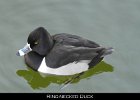001 - 41 Ring-necked Duck