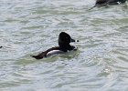 101Ring-necked Duck