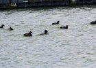 Ring-necked Duck (1)