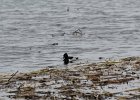 Ring-necked Duck (10)