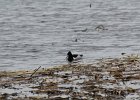 Ring-necked Duck (11)