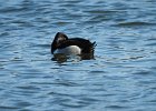 Ring-necked Duck (12)