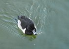 Ring-necked Duck (13)
