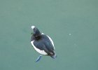 Ring-necked Duck (14)