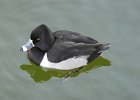 Ring-necked Duck (15)
