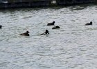 Ring-necked Duck (2)