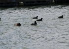 Ring-necked Duck (3)