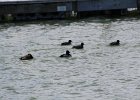 Ring-necked Duck (4)