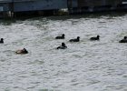 Ring-necked Duck (5)