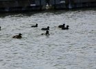 Ring-necked Duck (6)