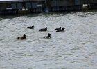 Ring-necked Duck (7)