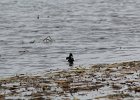Ring-necked Duck (8)