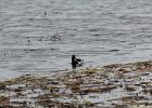 Ring-necked Duck (9)