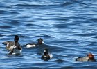 Tufted Duck (11)