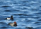 Tufted Duck (12)