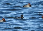 Tufted Duck (13)