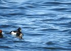Tufted Duck (14)