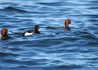 Tufted Duck (16)
