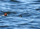 Tufted Duck (17)
