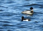 Tufted Duck (19)