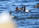 Tufted Duck (2)