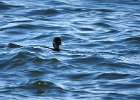 Tufted Duck (22)