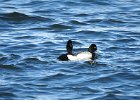 Tufted Duck (23)