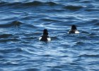 Tufted Duck (24)
