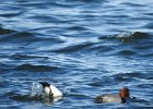 Tufted Duck (25)