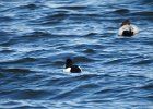 Tufted Duck (27)