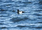 Tufted Duck (28)